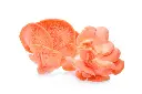 nấm sò hồng.webp