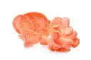nấm sò hồng.webp