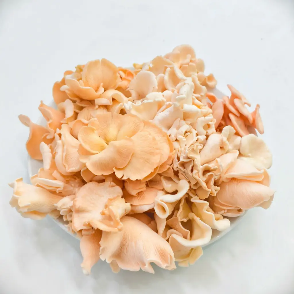 Nấm Sò Hồng