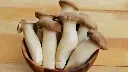 Nấm đùi gà