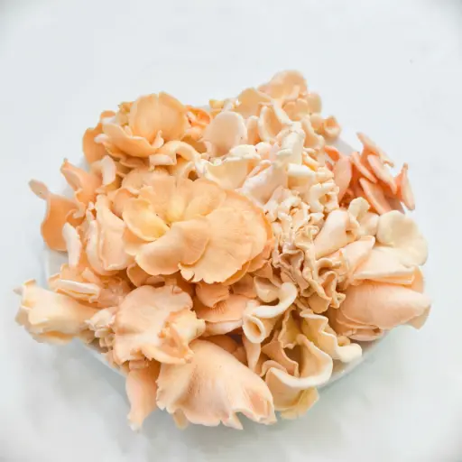 Nấm Sò Hồng